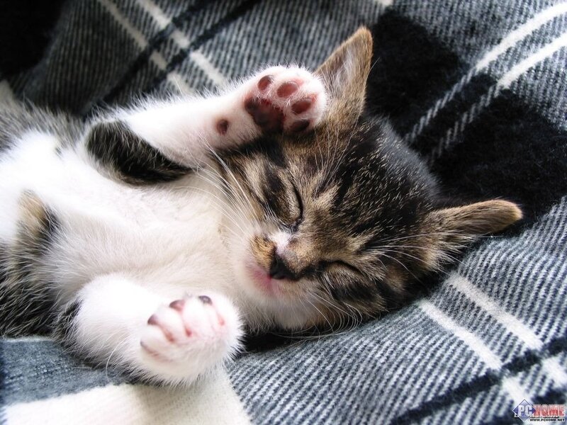 Sleeping Tabby Kitten — Gray, Peaceful, Photograph, Blanket, White, Brown