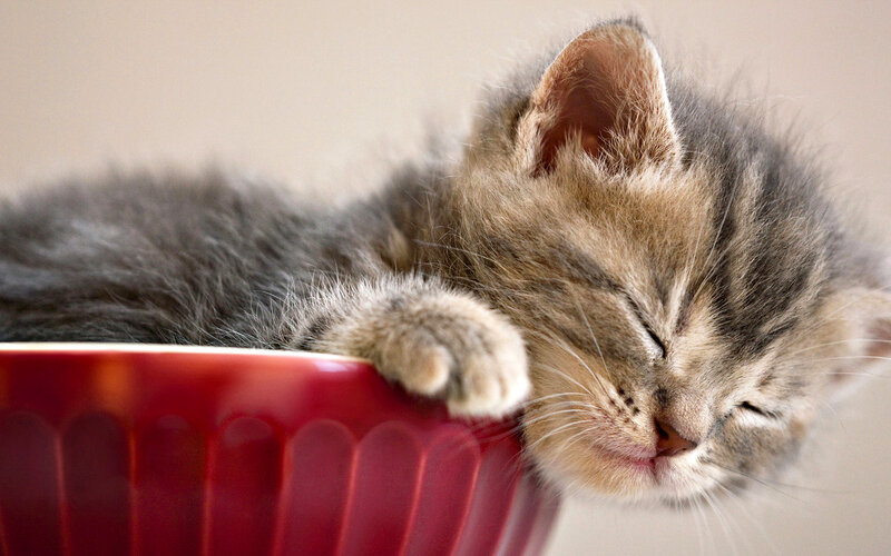 Sleeping Tabby Kitten — Gray, Peaceful, Photograph, Bowl