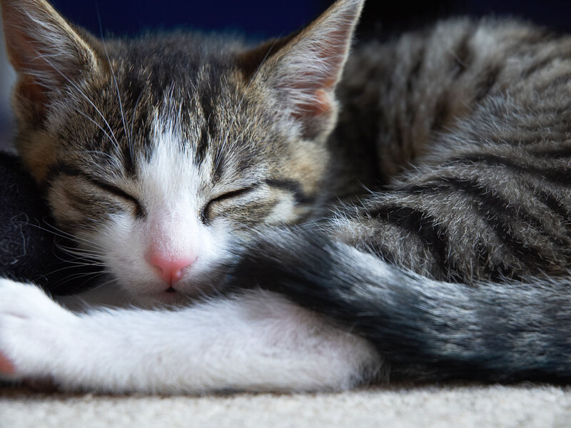 Sleeping Tabby Kitten — Gray, Peaceful, Photograph, Carpet