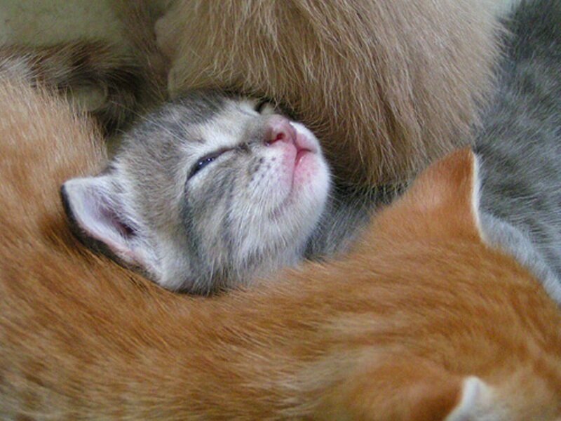 Sleeping Tabby Kitten — Gray, Peaceful, Photograph, Cat Fur