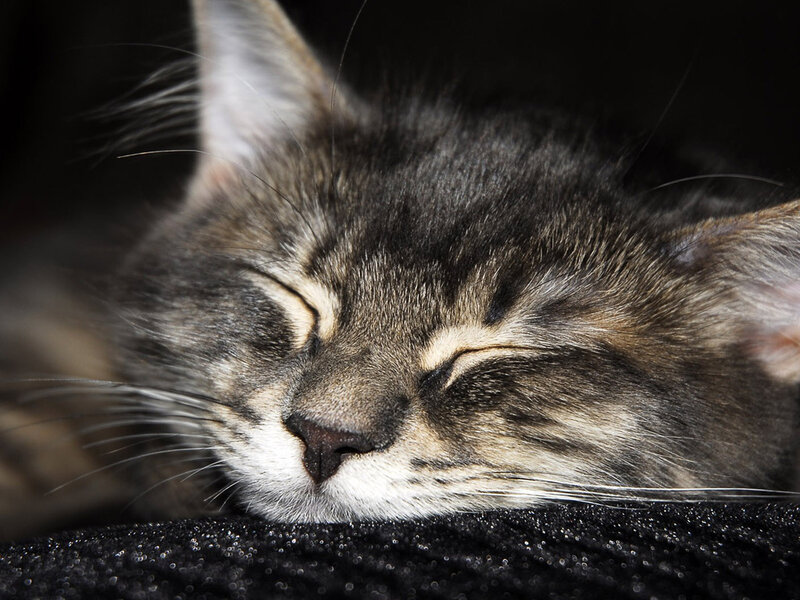 Sleeping Tabby Kitten — Gray, Peaceful, Photograph, Cat