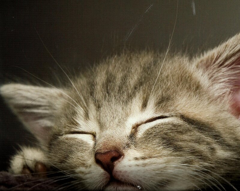 Sleeping Tabby Kitten — Gray, Peaceful, Photograph, Cat, Whiskers