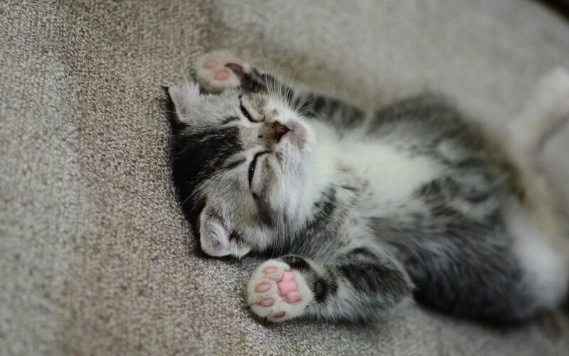 Sleeping Tabby Kitten — Gray, Peaceful, Photograph, Couch, Paws