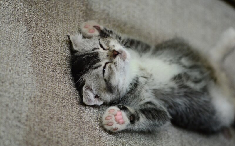 Sleeping Tabby Kitten — Gray, Peaceful, Photograph, Couch