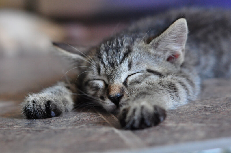 Sleeping Tabby Kitten — Gray, Peaceful, Photograph, Floor
