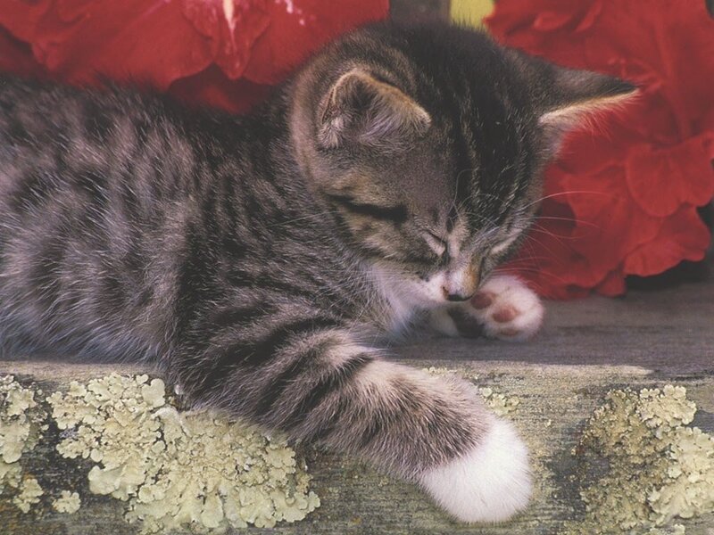 Sleeping Tabby Kitten — Gray, Peaceful, Photograph, Flowers