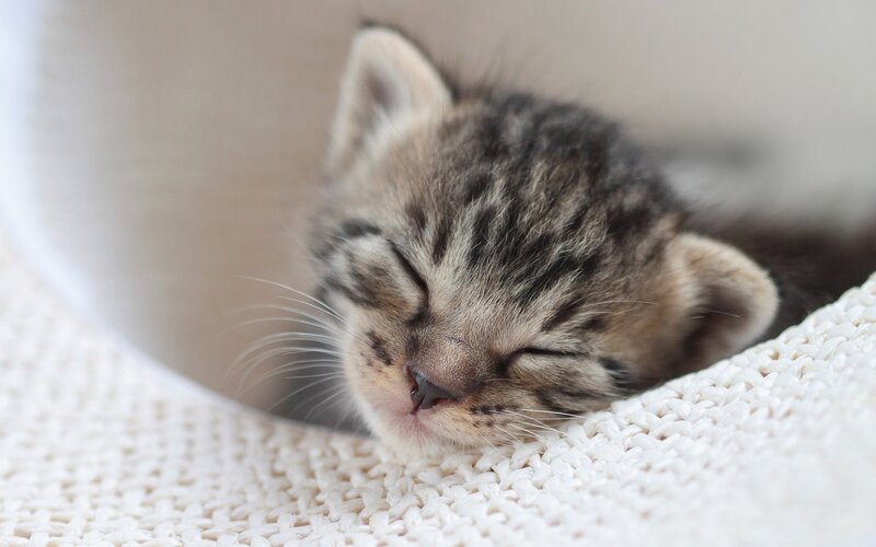 Sleeping Tabby Kitten — Gray, Peaceful, Photograph, Knit Fabric