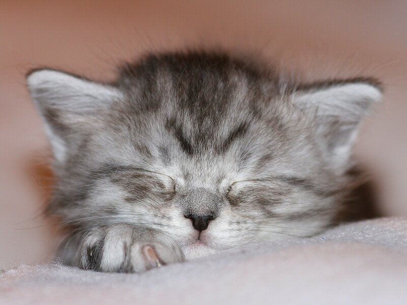 Sleeping Tabby Kitten — Gray, Peaceful, Photograph, Paw, Blanket