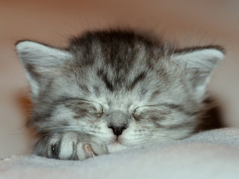 Sleeping Tabby Kitten — Gray, Peaceful, Photograph, Paw