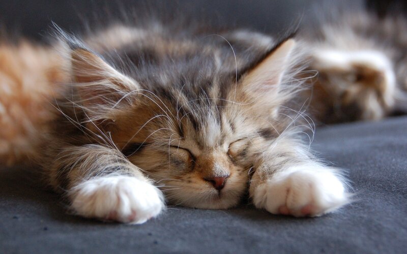 Sleeping Tabby Kitten — Gray, Peaceful, Photograph, Paws