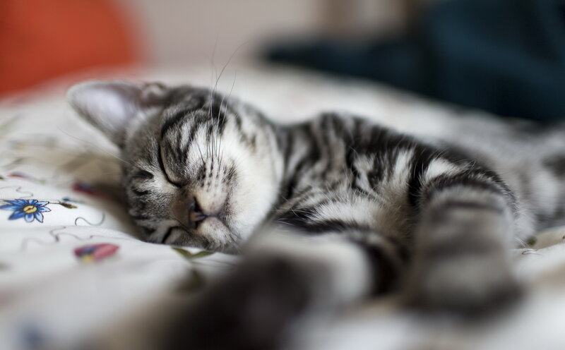 Sleeping Tabby Kitten — Gray, Peaceful, Photograph, Pillow