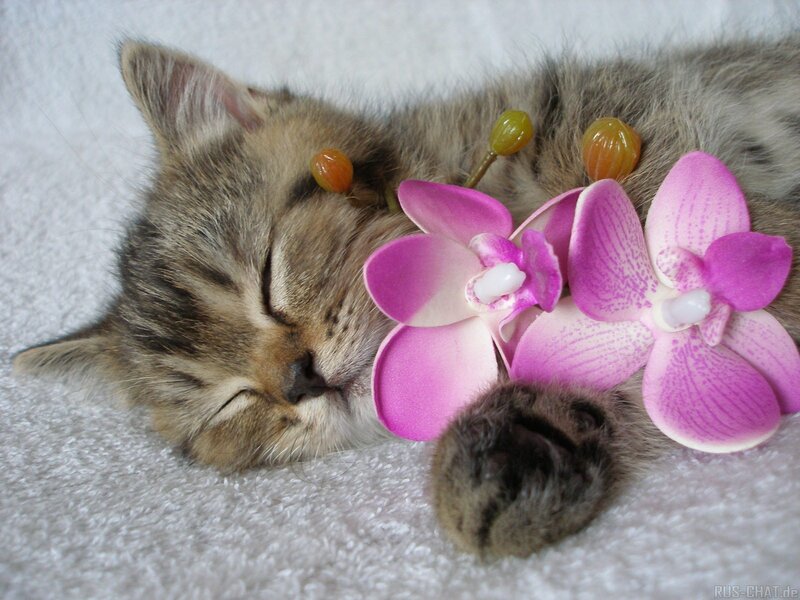 Sleeping Tabby Kitten — Gray, Peaceful, Photograph, Pink Orchid