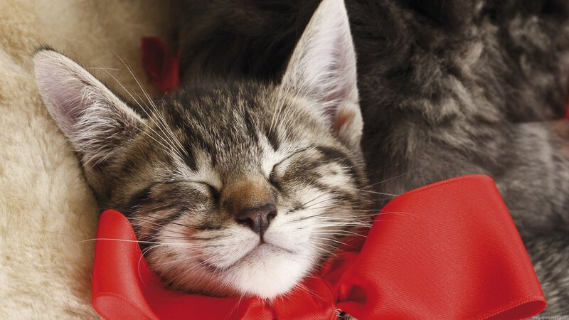 Sleeping Tabby Kitten — Gray, Peaceful, Photograph, Red Bow