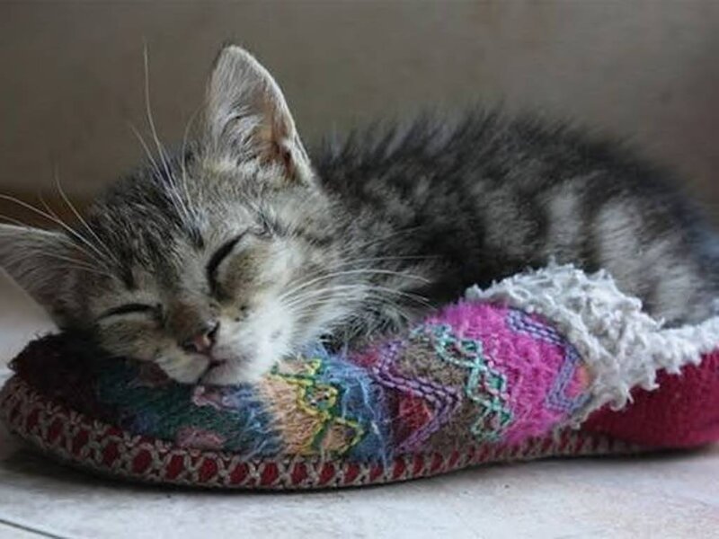 Sleeping Tabby Kitten — Gray, Peaceful, Photograph, Slipper