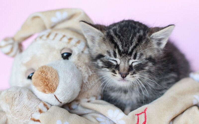 Sleeping Tabby Kitten — Gray, Peaceful, Photograph, Stuffed Bear