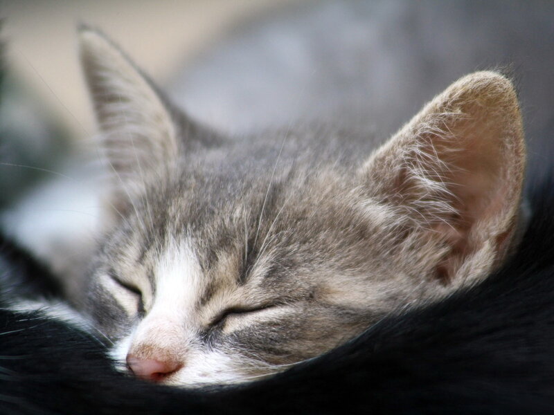 Sleeping Tabby Kitten — Gray, Peaceful, Photograph
