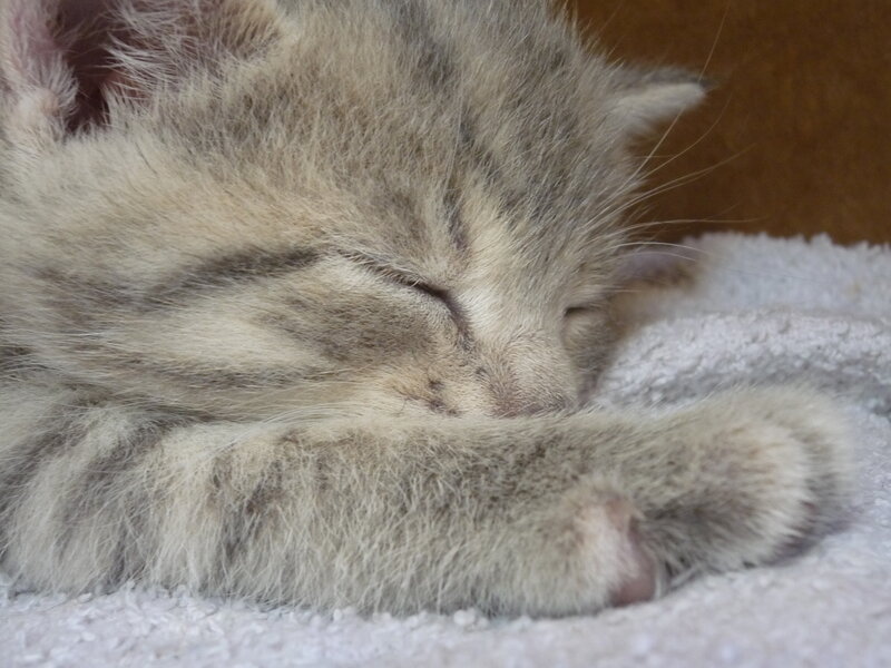Sleeping Tabby Kitten — Gray, Peaceful, Photograph, Towel