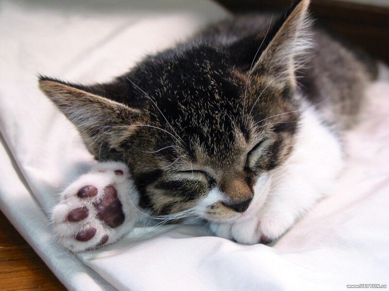 Sleeping Tabby Kitten — Gray, Peaceful, Photograph, White Blanket