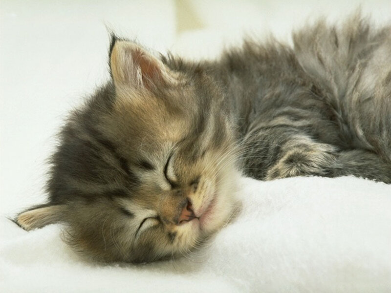 Sleeping Tabby Kitten — Gray, Peaceful, Photograph, White Surface