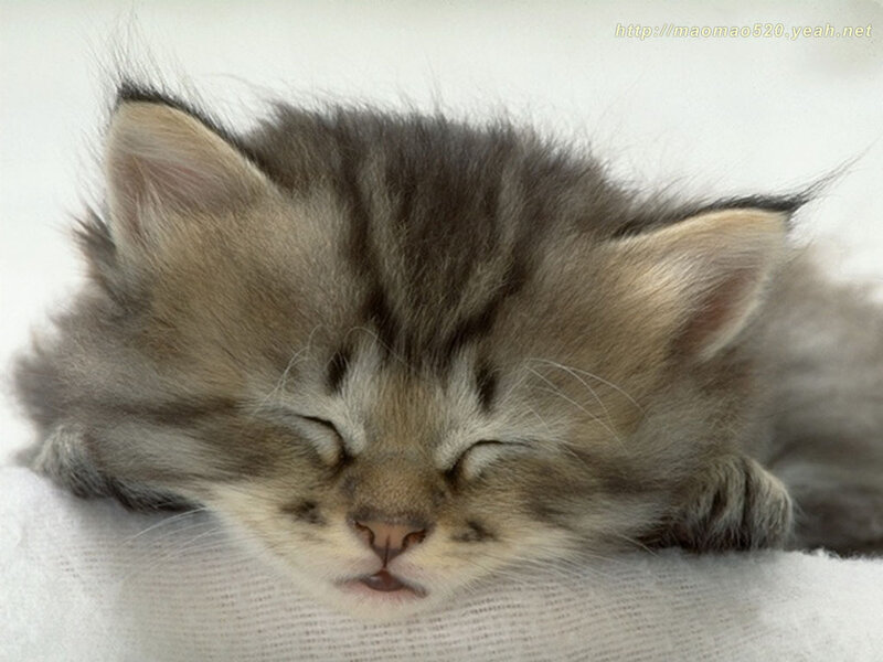 Sleeping Tabby Kitten — Gray, Peaceful, Photograph, White Surface, White