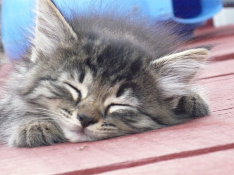 Sleeping Tabby Kitten — Gray, Peaceful, Photograph, Wooden Surface