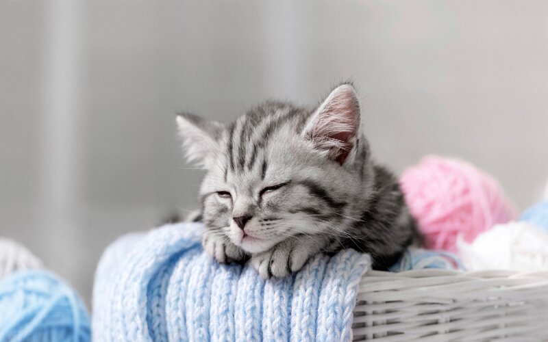 Sleeping Tabby Kitten — Gray, Peaceful, Photograph, Yarn Balls