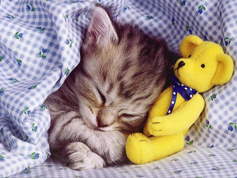 Sleeping Tabby Kitten — Gray, Peaceful, Photograph, Yellow Teddy Bear