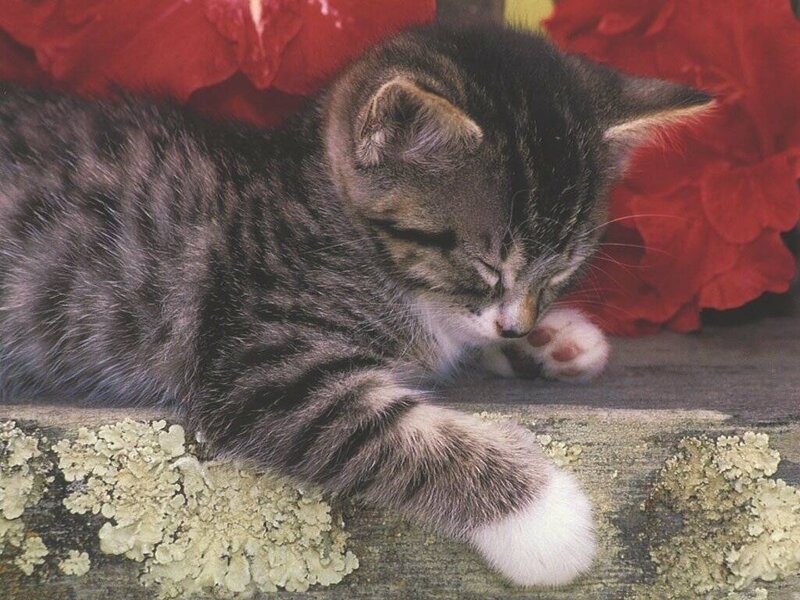Sleeping Tabby Kitten — Gray, Peaceful