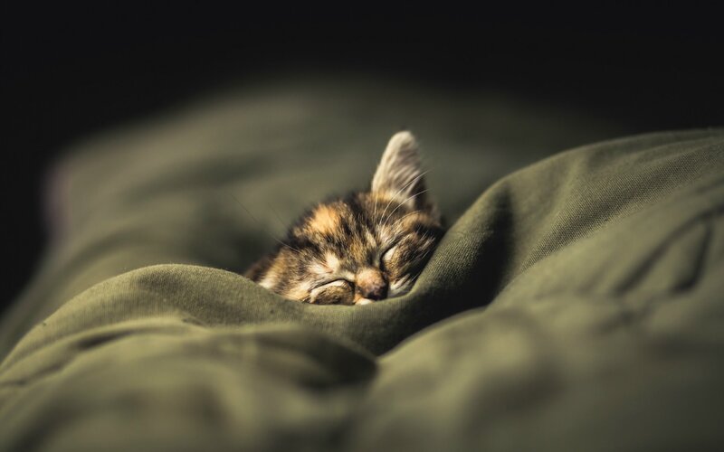 Sleeping Tabby Kitten — Green, Peaceful, Night