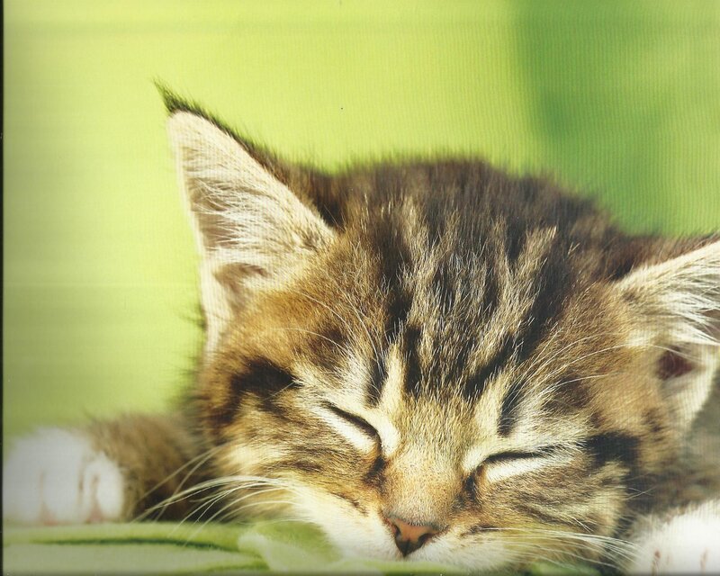 Sleeping Tabby Kitten — Green, Peaceful, Photograph, Green Background
