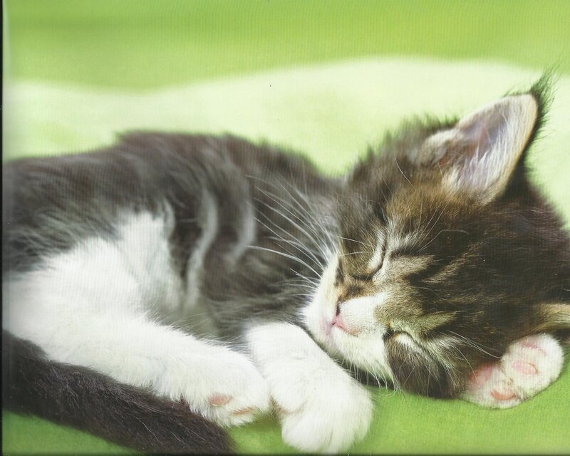 Sleeping Tabby Kitten — Green, Peaceful, Photograph, Green Surface