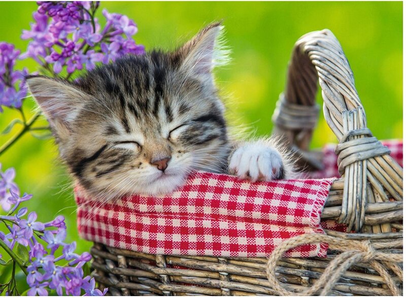 Sleeping Tabby Kitten — Green, Peaceful, Spring