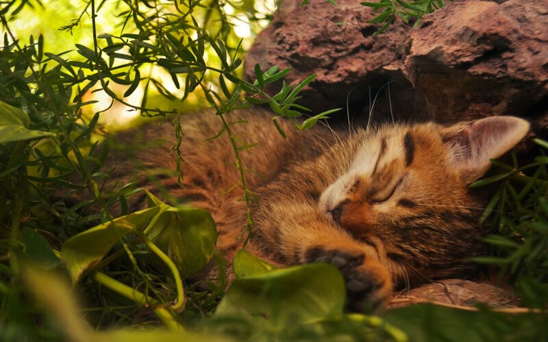 Sleeping Tabby Kitten — Green, Serene