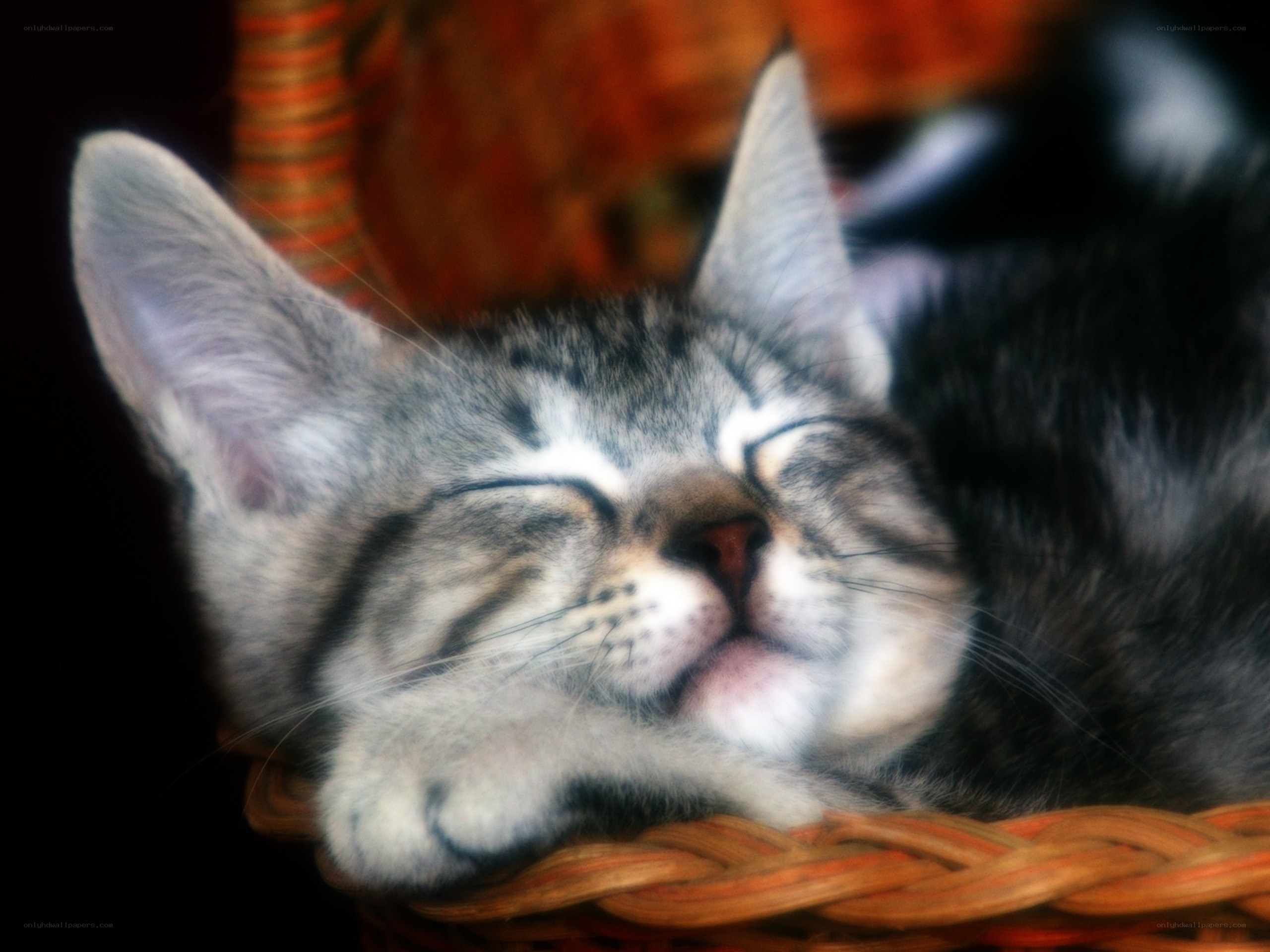 Sleeping tabby kitten in basket