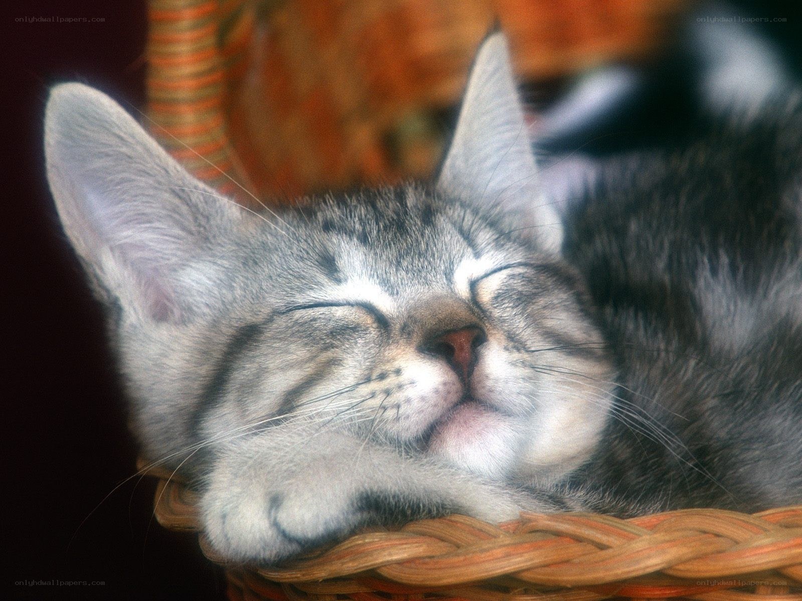 Sleeping tabby kitten in basket