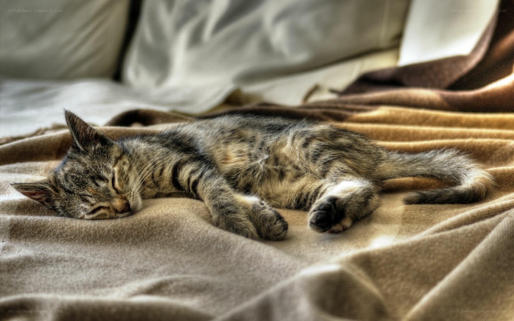 Sleeping tabby kitten on blanket