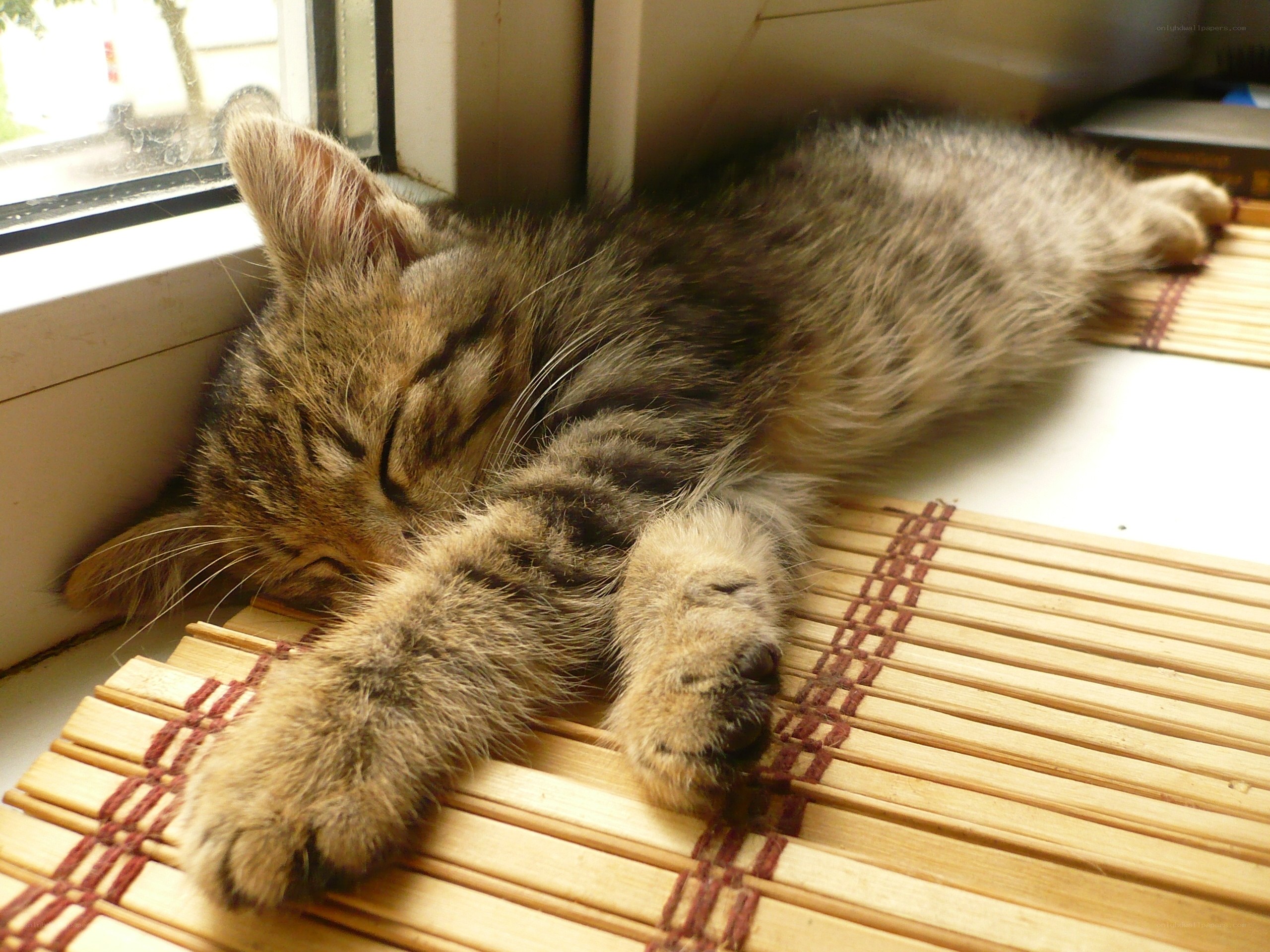 Sleeping tabby kitten on mat