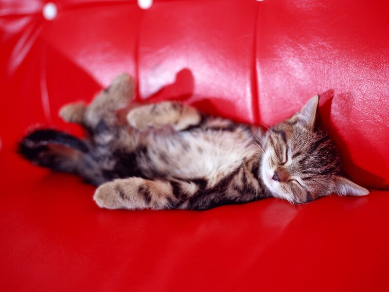 Sleeping tabby kitten on red couch