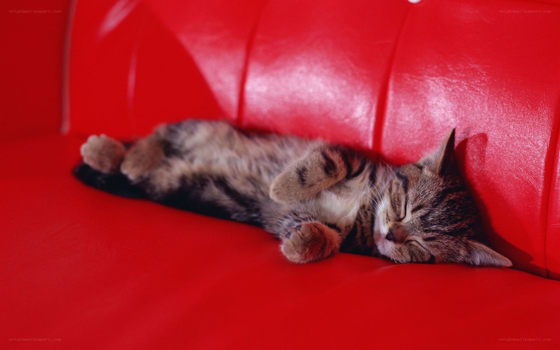 Sleeping tabby kitten on red couch