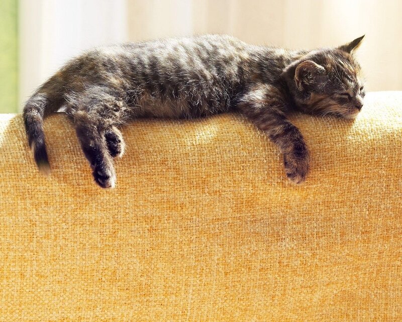 Sleeping tabby kitten on sofa