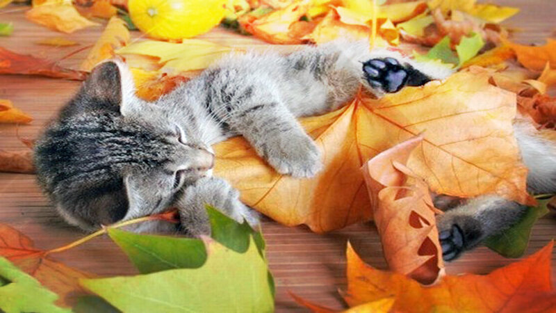 Sleeping Tabby Kitten — Orange, Peaceful, Autumn