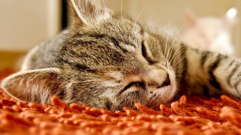 Sleeping Tabby Kitten — Orange, Peaceful, Photograph, Blanket