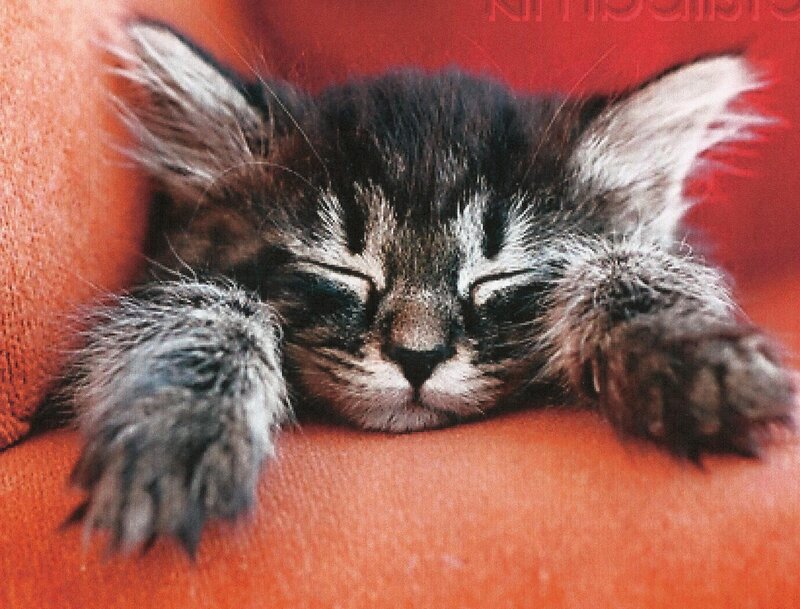 Sleeping Tabby Kitten — Orange, Peaceful, Photograph, Cushion