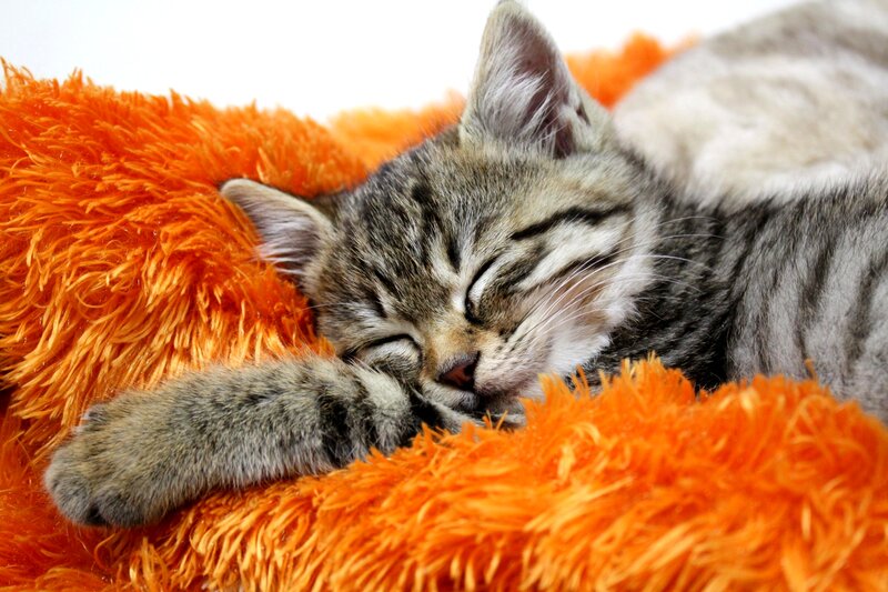 Sleeping Tabby Kitten — Orange, Peaceful, Photograph, Orange Blanket