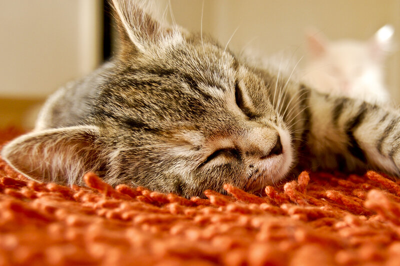 Sleeping Tabby Kitten — Orange, Peaceful, Photograph, Orange Rug