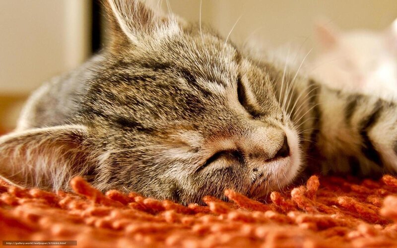 Sleeping Tabby Kitten — Orange, Peaceful, Photograph, Rug