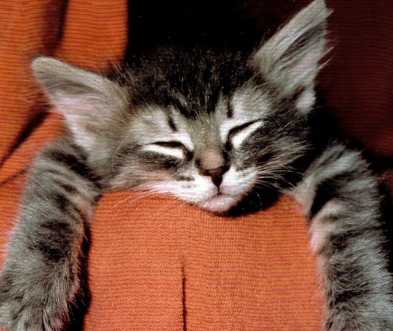 Sleeping Tabby Kitten — Orange, Peaceful, Photograph