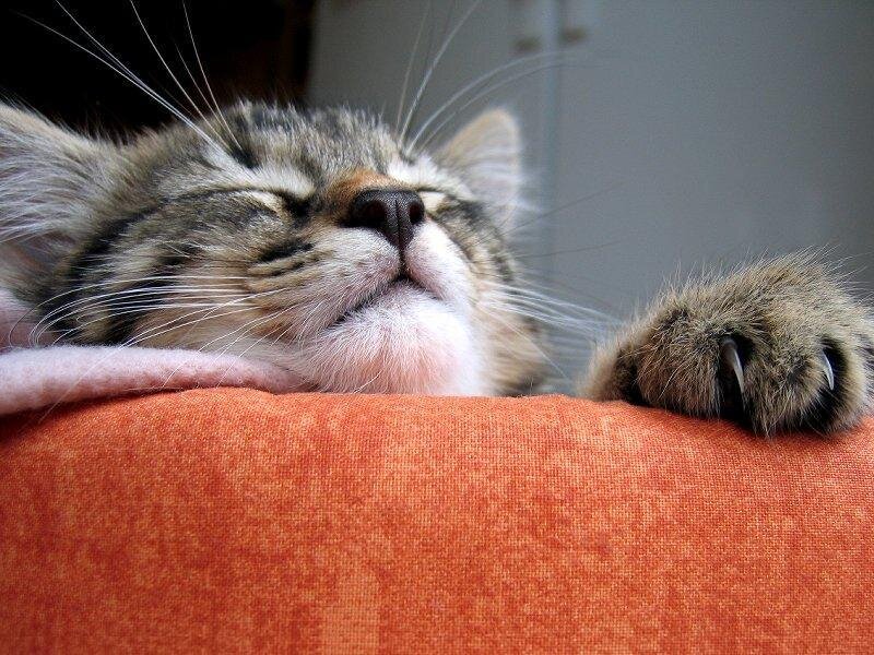 Sleeping Tabby Kitten — Orange, Peaceful