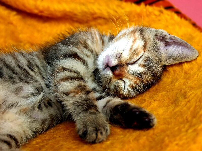 Sleeping Tabby Kitten — Orange