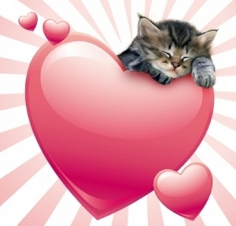 Sleeping Tabby Kitten — Pink, Cute